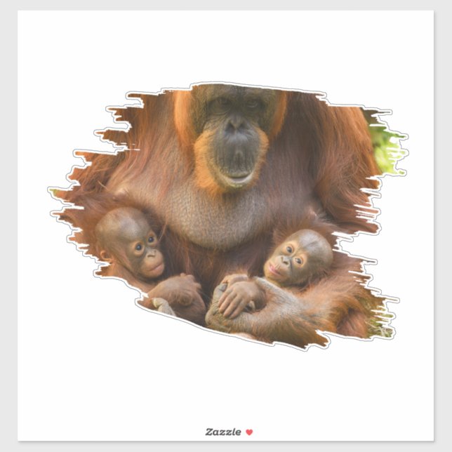 Sticker Mère Orangoutane tenant deux bébés (Feuille)