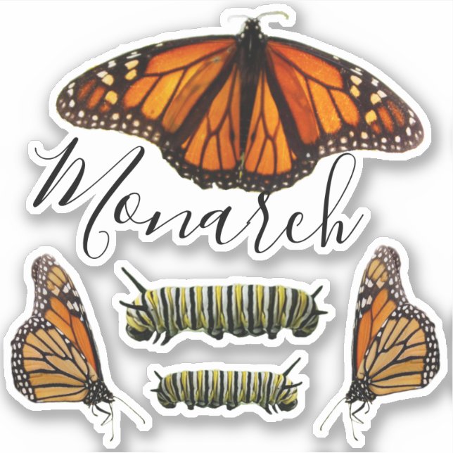 Sticker Monarque Papillon et Caterpillar Set (Devant)