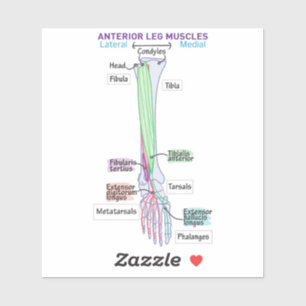 Sticker Muscles de jambe antérieure Aimant DITKI