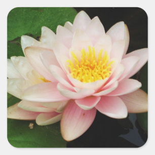 Sticker Nénuphar blanc/Lotus Flower