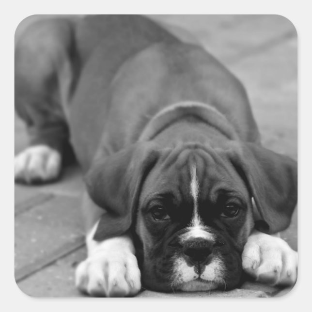 Sticker noir et blanc pour chien de boîte / Sceau (Devant)