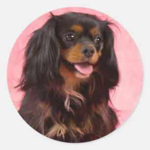 Sticker noir & Tan Cavalier King Charles Pink