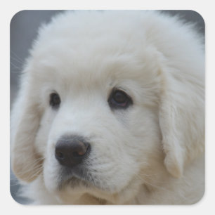 Sticker of Adorable Polish Tatra Sheepdog Puppy