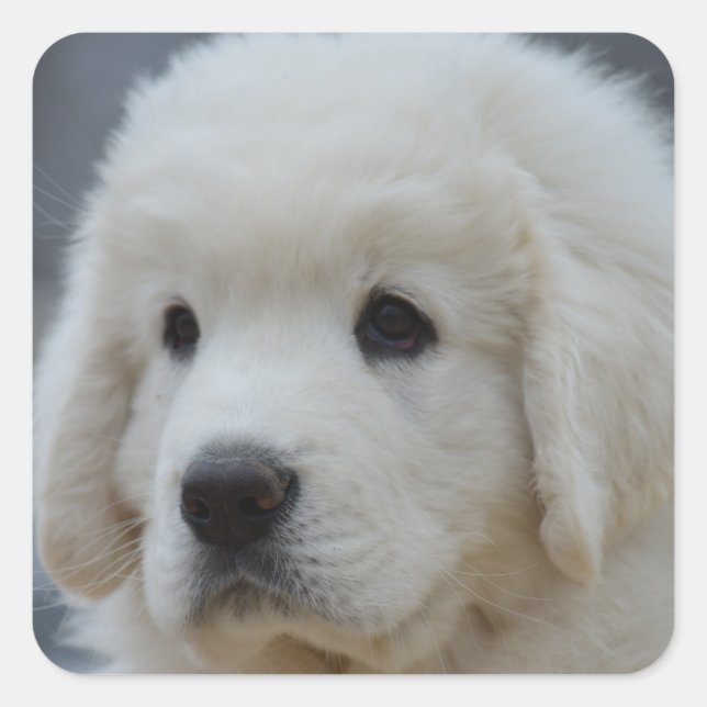 Sticker of Adorable Polish Tatra Sheepdog Puppy (Front)