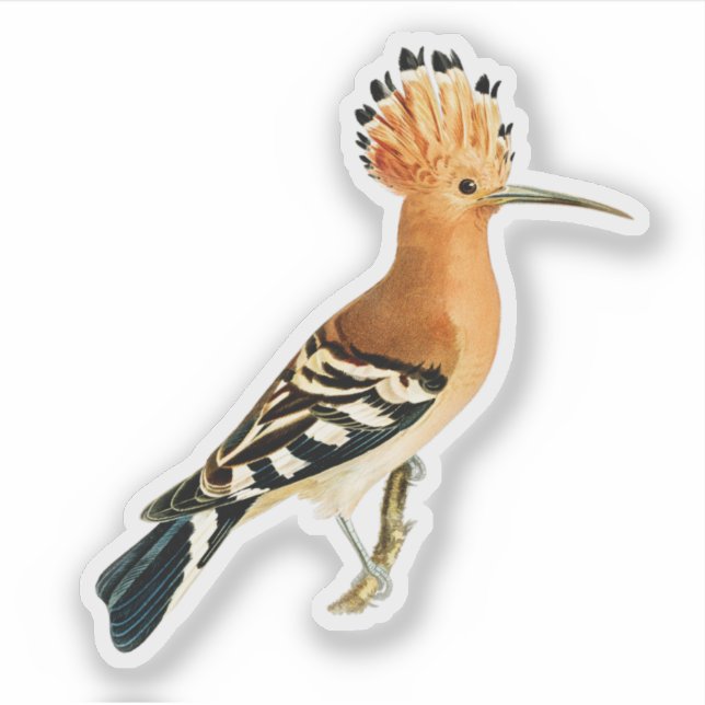 Sticker Oiseau huppé eurasien (Devant)