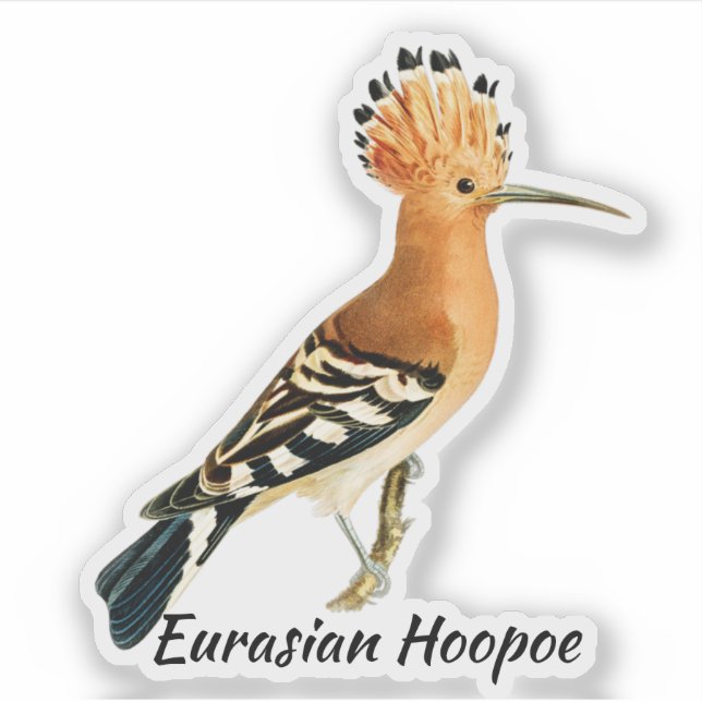 Sticker Oiseau huppé eurasien, étiqueté (Devant)