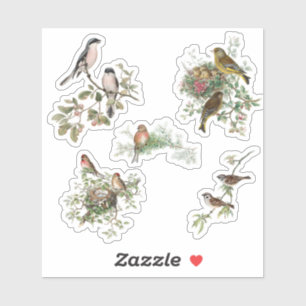 Sticker Oiseaux vintages