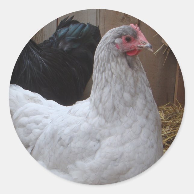 Sticker - Orpington Hen (Front)
