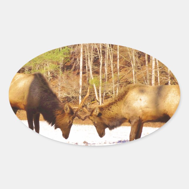 Sticker Ovale 2~ deux Bull Elk dans la neige (Devant)