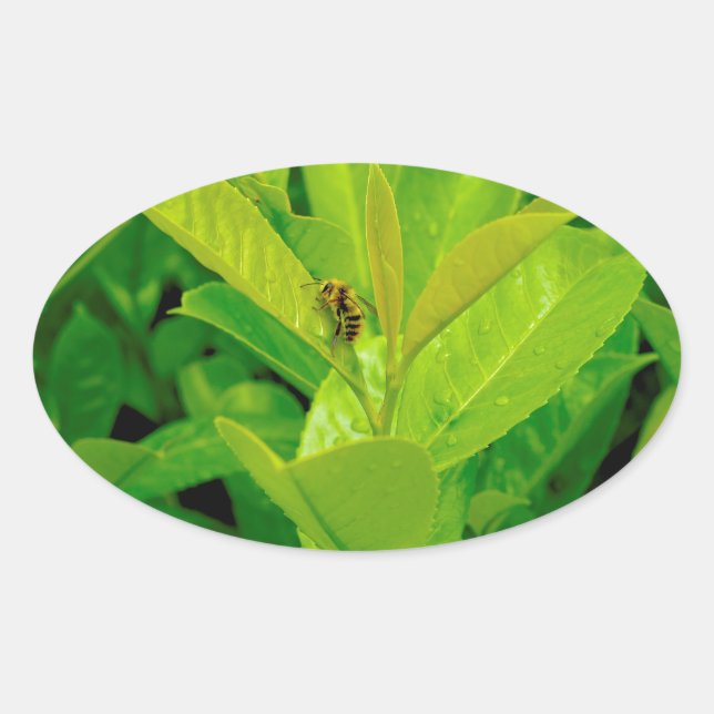 Sticker Ovale Abeille affectueuse verte (Devant)