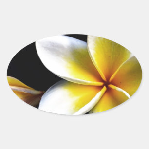Sticker Ovale Aloha Frangipani Hawaii Blossoms Plumerias
