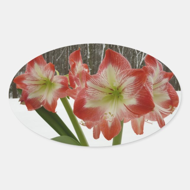 Sticker Ovale Amaryllis en Fête Rouge Neige Hiver Floral (Devant)