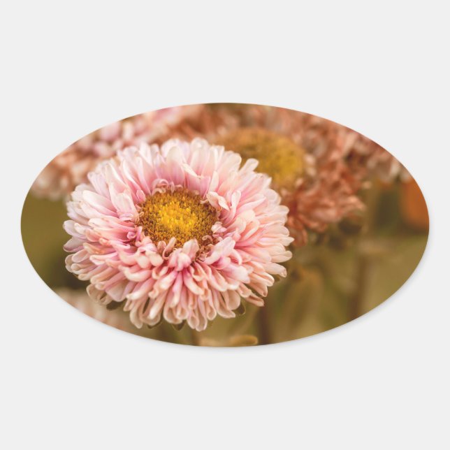 Sticker Ovale Aster blanc rouge (Devant)
