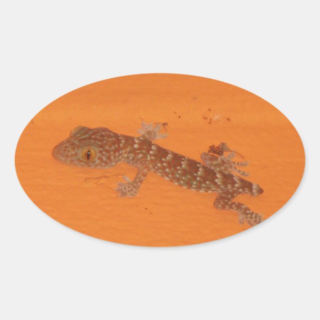 Sticker Ovale Baby Tokay Gecko (Devant)