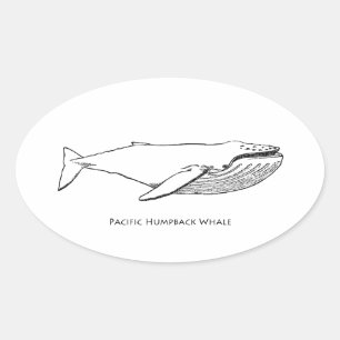 Sticker Ovale Baleine à bosse du Pacifique