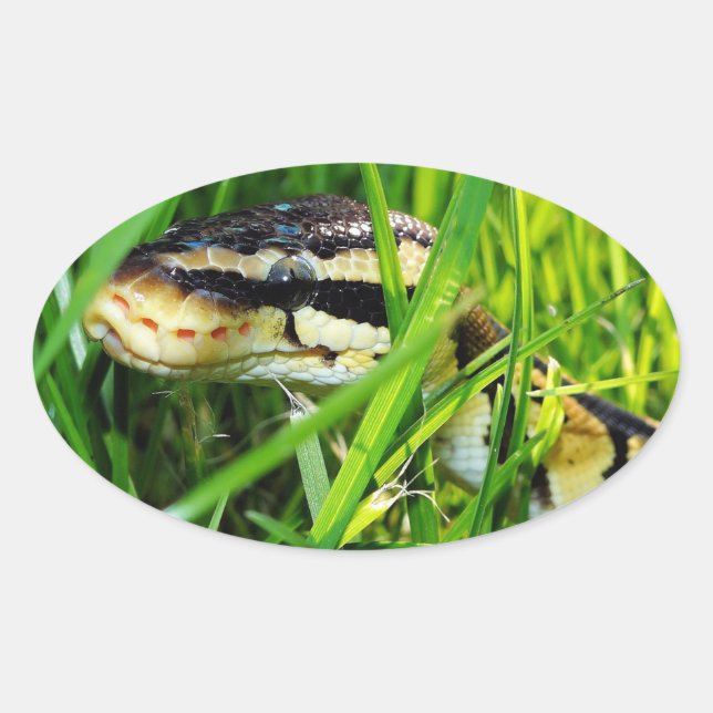 Sticker Ovale Ball Python serpent dans l'herbe (Devant)