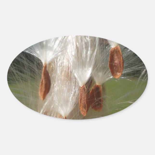 Sticker Ovale Belle Magie Milkweed : Une conception de vol Skywa (Devant)
