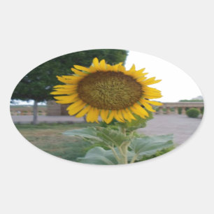 Sticker Ovale Belle Tournesol Superbe