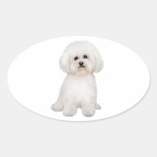 Sticker Ovale Bichon B