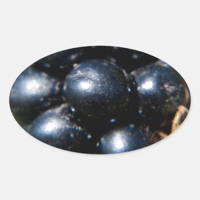 Sticker Ovale Blackberry (Devant)