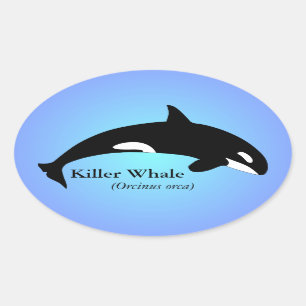 Sticker Ovale Bleu de gradient d'épaulard d'orque