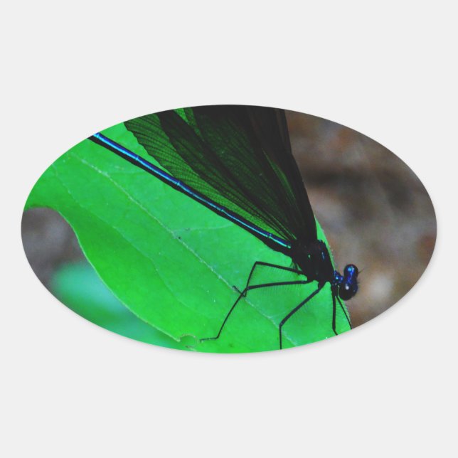 Sticker Ovale Blue Damselfly on a green leaf. (Devant)