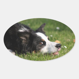 Sticker Ovale border collie