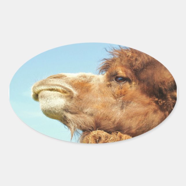 Sticker Ovale Camel Animal Portrait Photo (Devant)
