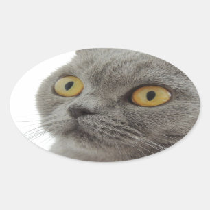 Sticker Ovale Chat Animal De Compagnie Grincheux Froncement De S