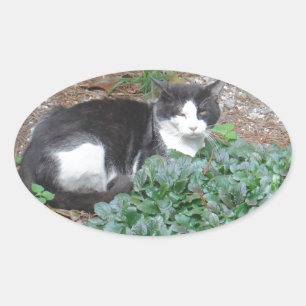 Sticker Ovale Chat noir et blanc dans la verdure