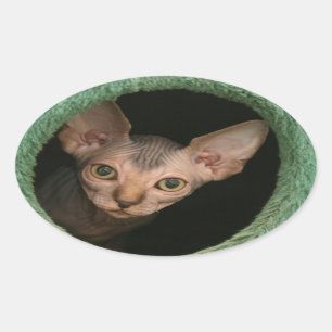 Sticker Ovale Chaton mignon de sphynx