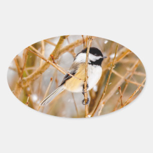 Sticker Ovale Chickadee au plafond noir - Photo originale