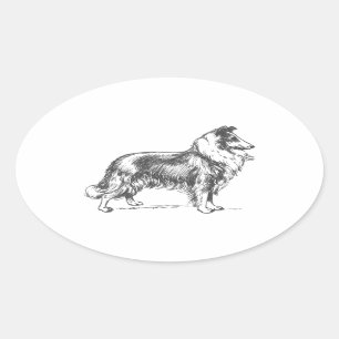 Sticker Ovale Chien de colley