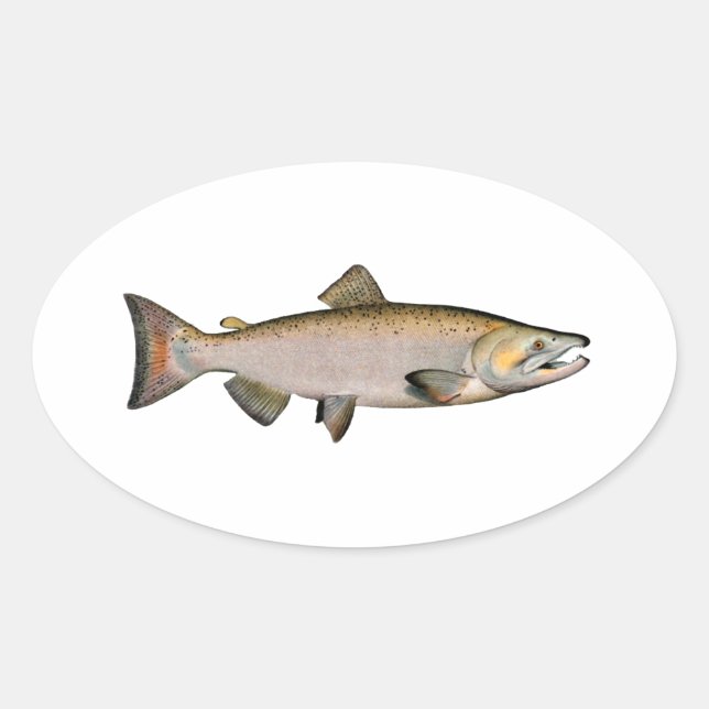 Sticker Ovale Chinook - Saumon du roi (phase de frai) (Devant)