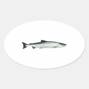 Sticker Ovale Chinook - saumon quinte