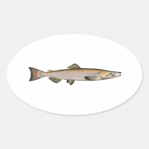 Sticker Ovale Chinook - saumon quinte (engendrant la phase)