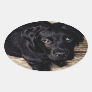 Sticker Ovale Chiot de récupération du Labrador noir sur bois