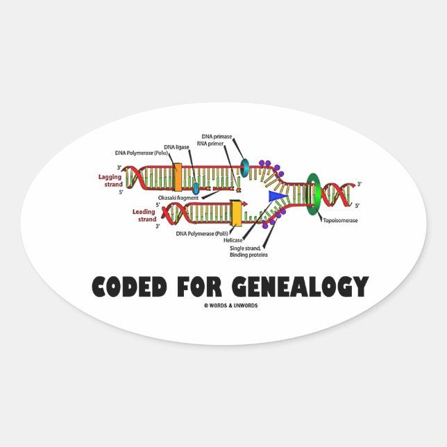 Sticker Ovale Code Pour La Généalogie (Réplication De L'ADN) (Devant)