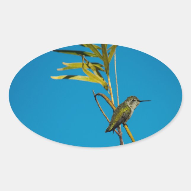 Sticker Ovale Colibri à gorge rubis sur arbre (Devant)
