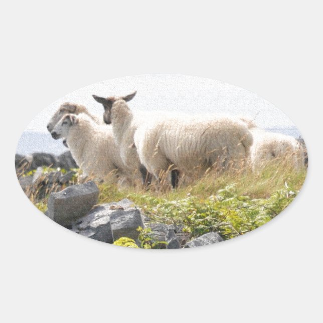 Sticker Ovale Conceptions originales - Moutons dans un champ (Devant)