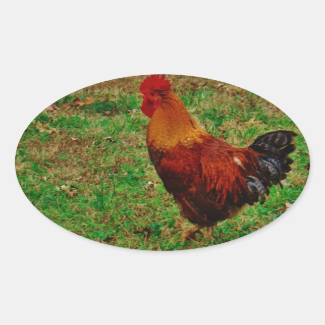 Sticker Ovale Coq dans le triage (Devant)