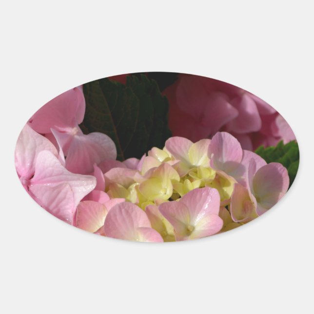 Sticker Ovale Crème rose Hydrangeas jaune rose vert floral (Devant)
