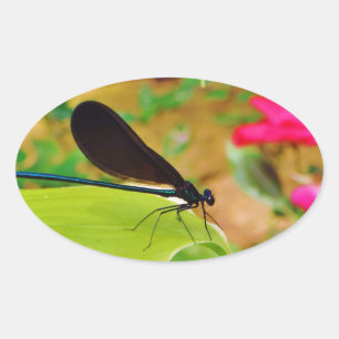 Sticker Ovale Damselfly et Rose