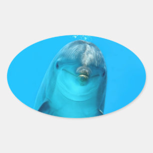 Sticker Ovale Dauphin souriant