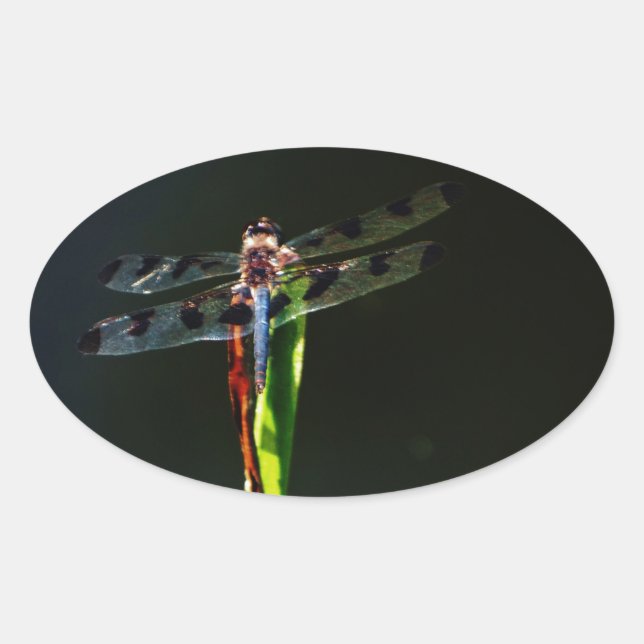 Sticker Ovale Dragonfly bleu et noir sur gazon vert et rouge (Devant)