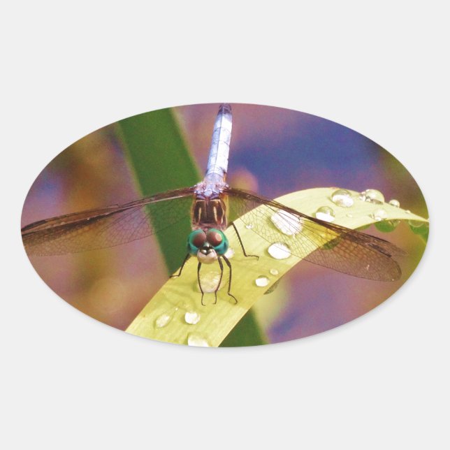 Sticker Ovale Dragonfly sur la feuille de pluie (Devant)