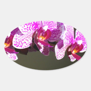 Sticker Ovale Élégant rose fleurs tropicales orchidées