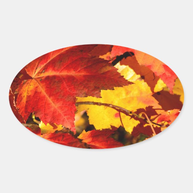Sticker Ovale Feuilles d'automne rouges feuilles jaunes rouges (Devant)