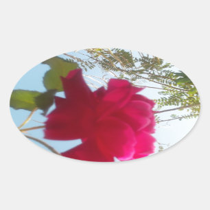 Sticker Ovale Fleur céleste : Un Rose contre le ciel