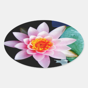 Sticker Ovale Fleur de laine d'eau chaude rose et orange de lotu
